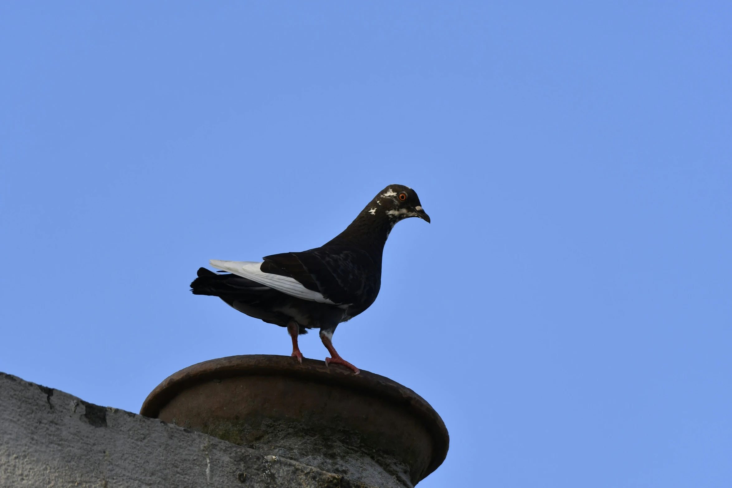 a bird with gold eyes standing on the roof