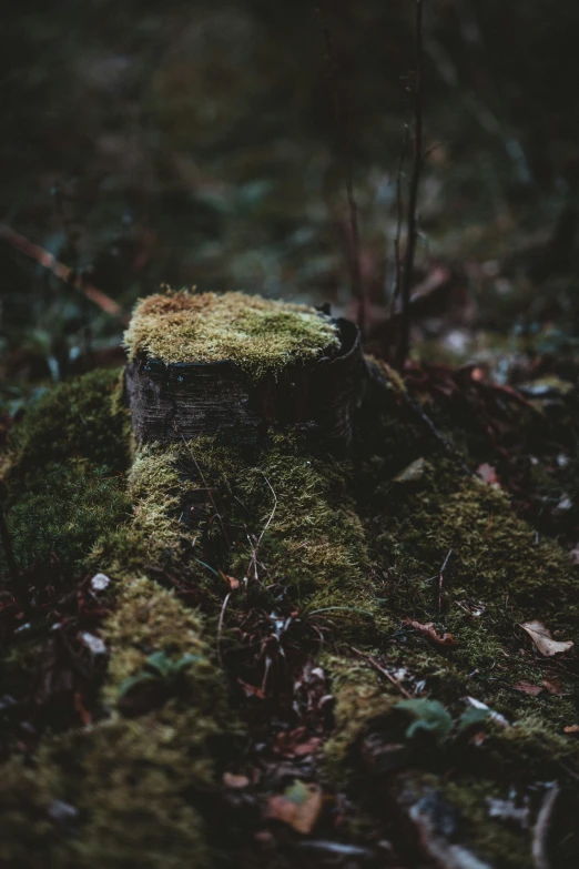 a log in the middle of a mossy forest