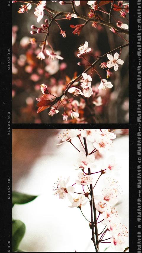 two different pos of pink flowers and green leaves