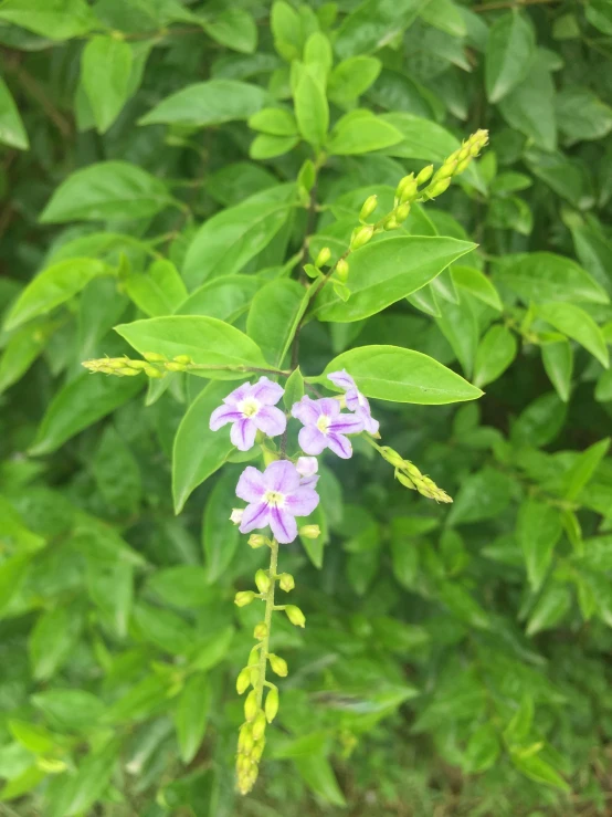 some purple flowers are growing on a green nch