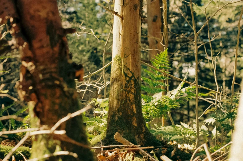 a small brown bear walking through the woods