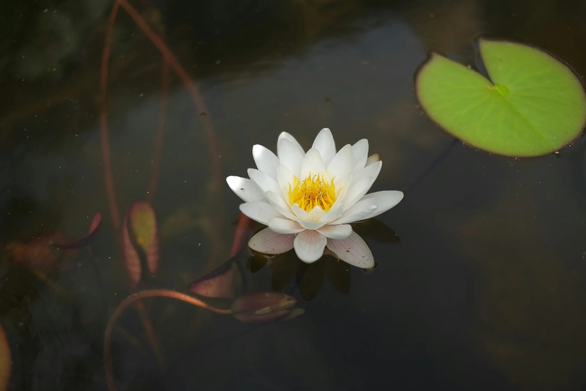 white water lily floating on a pond with algae