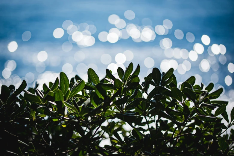 small green tree with boket water and sky