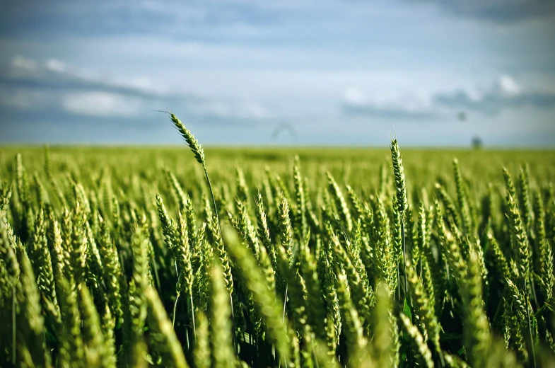 a field that has green grass in it