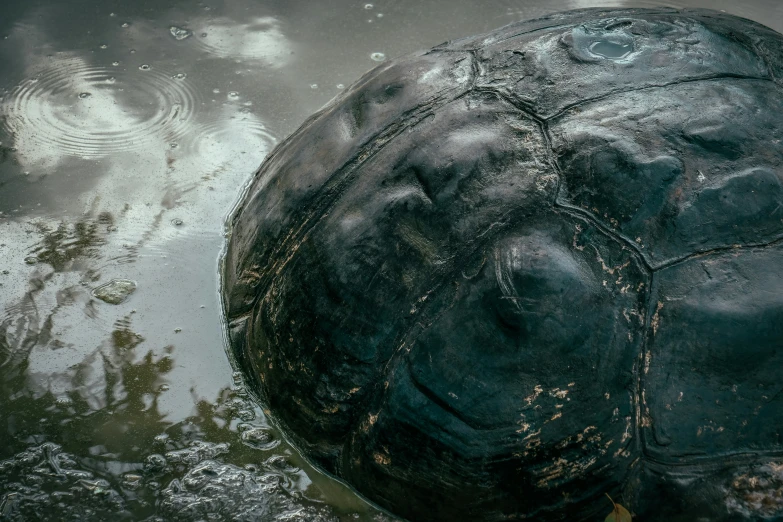 a large tortoise shell sits in the mud