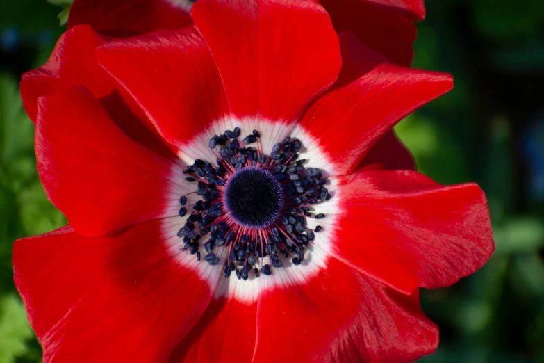 red and white flowers that are blooming