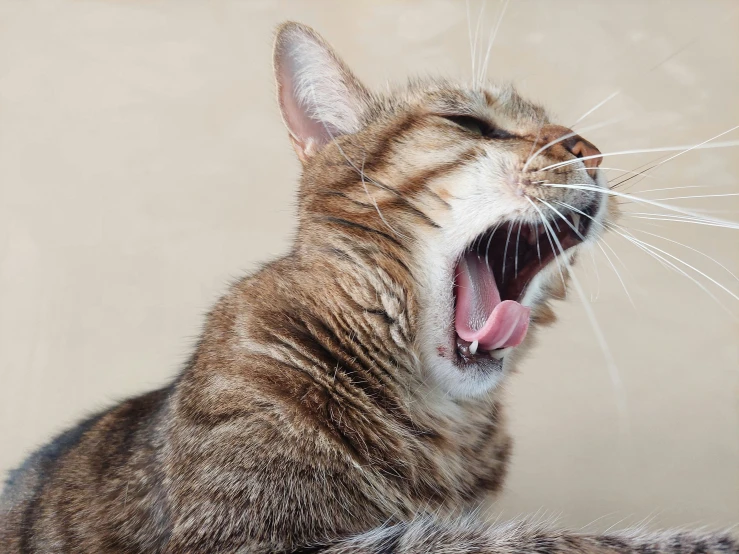 a cat with its mouth open yawning