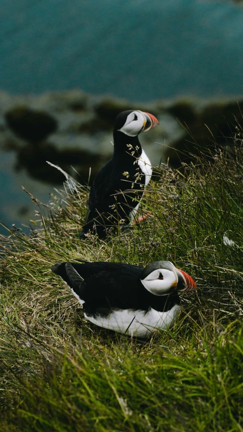 two black and white birds standing near a body of water