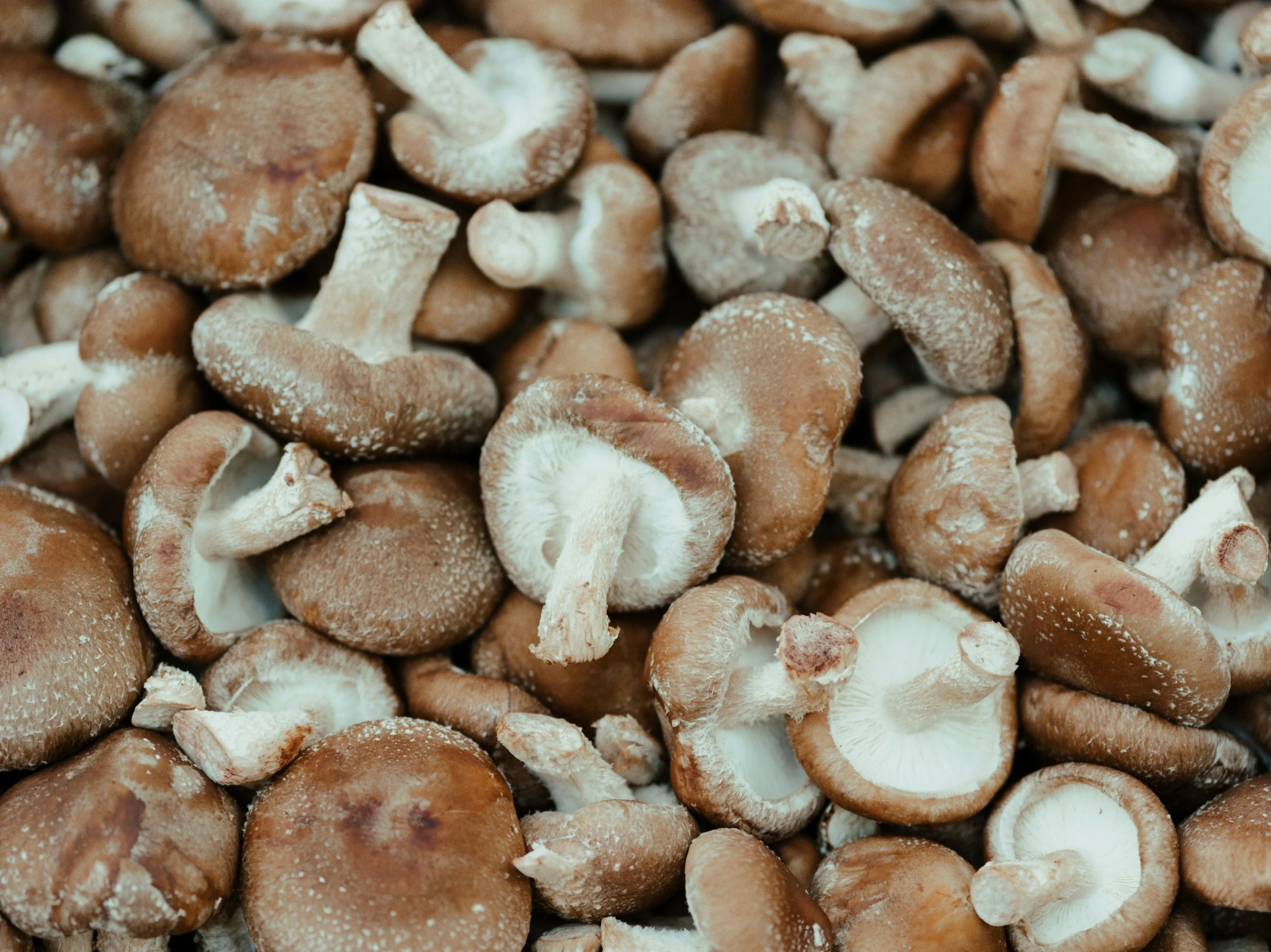 a close up picture of mushrooms with powdered edges