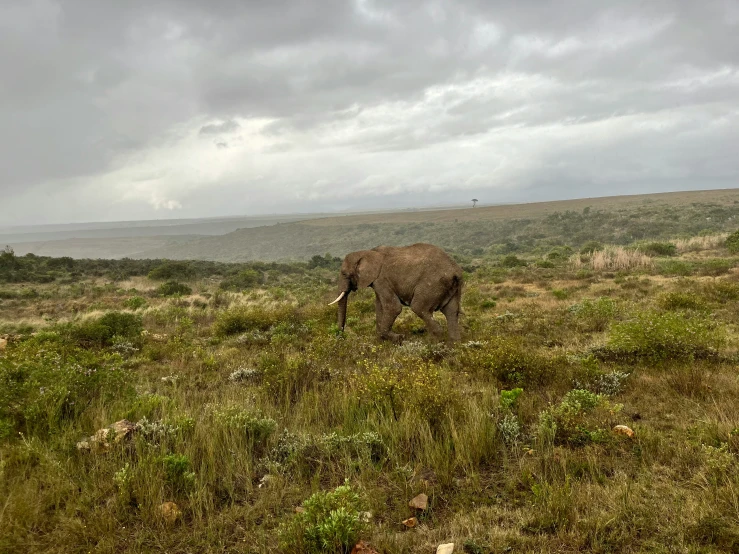 an elephant is walking through the wild on a cloudy day