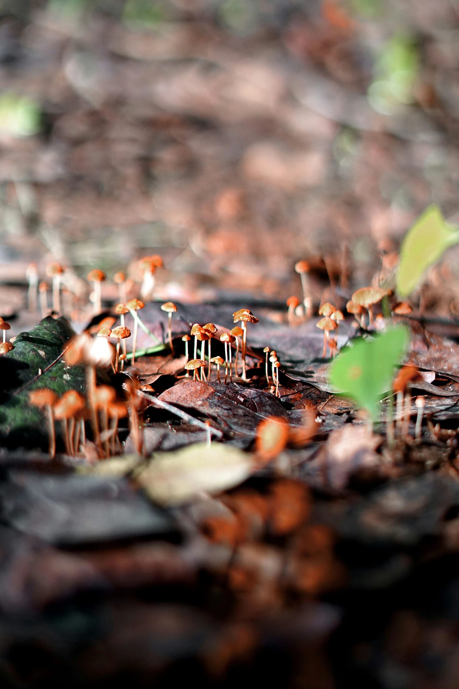 group of small brown mushrooms growing on the ground