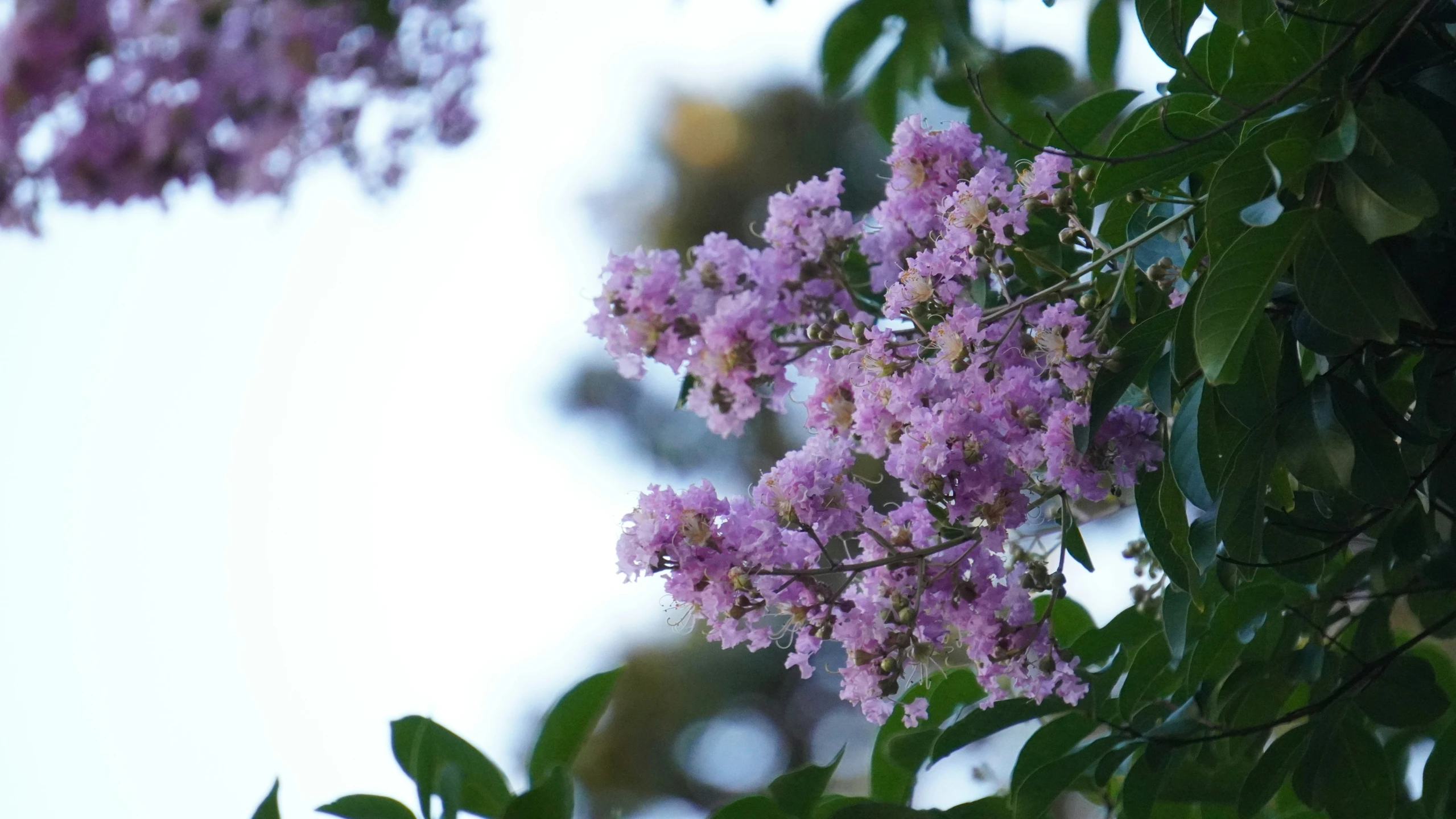 a purple flower bush with lots of small leaves