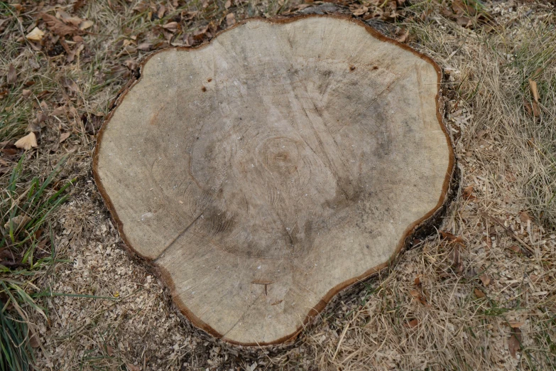 the petrified section of tree with many thin leaves