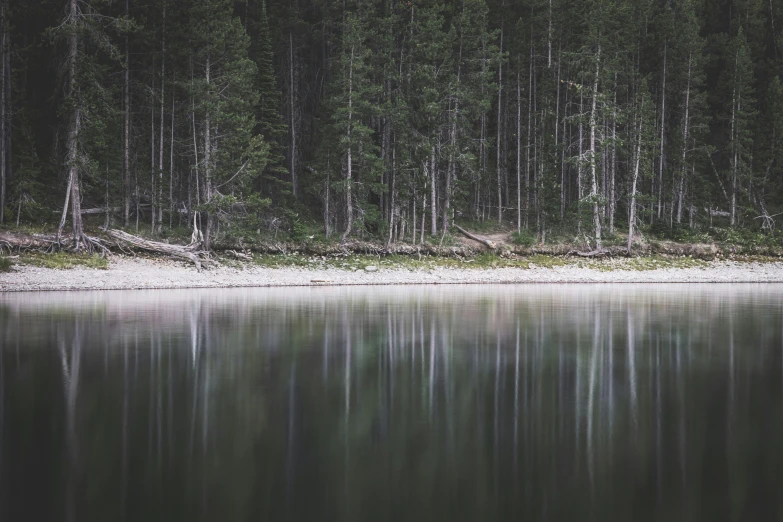 some trees by a water and some water