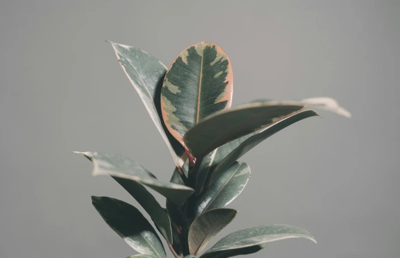 a green leafy tree is pographed against a grey sky