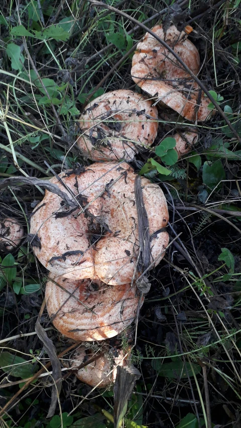 a bunch of mushrooms growing in the grass