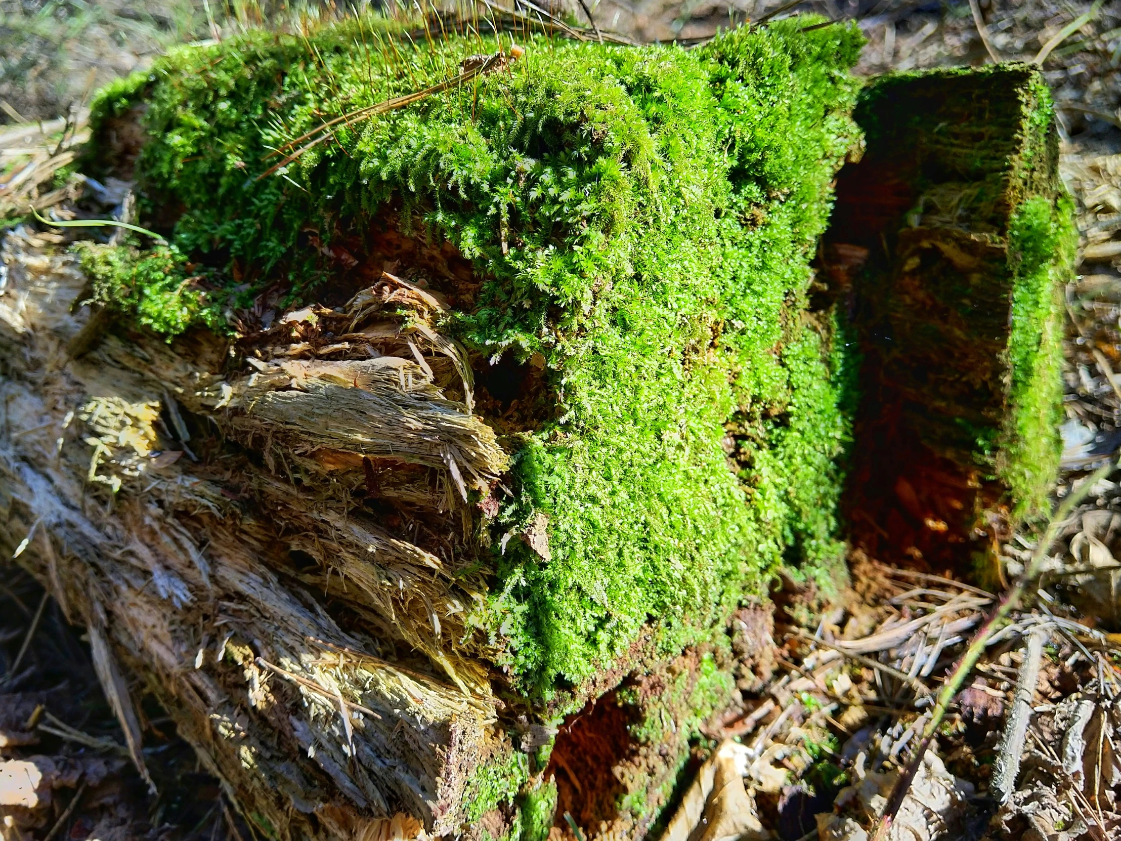 moss covered nches laying on the ground