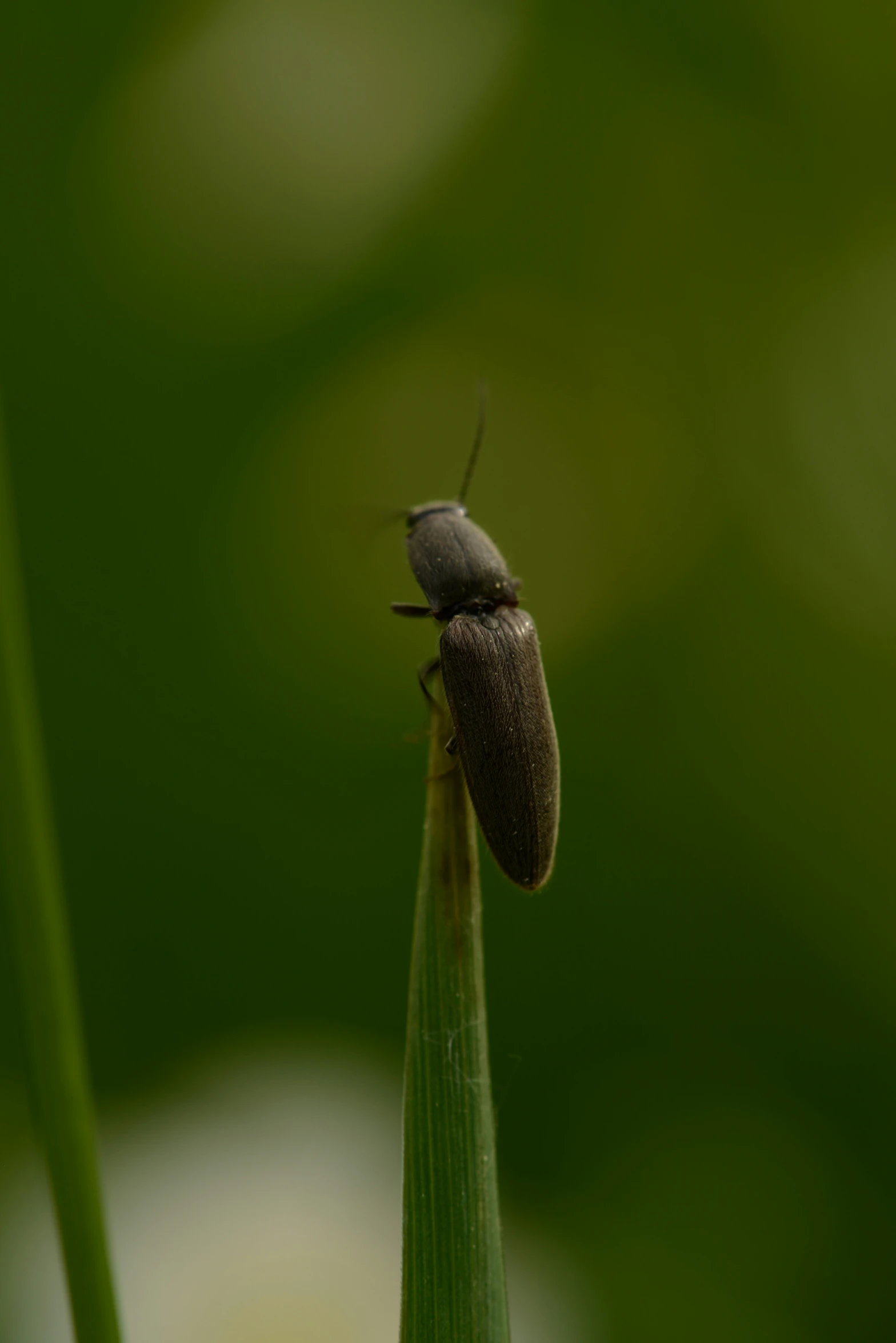 a bug sits on top of a plant stem