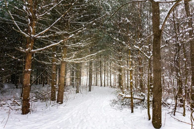 snow in a park area of several trees