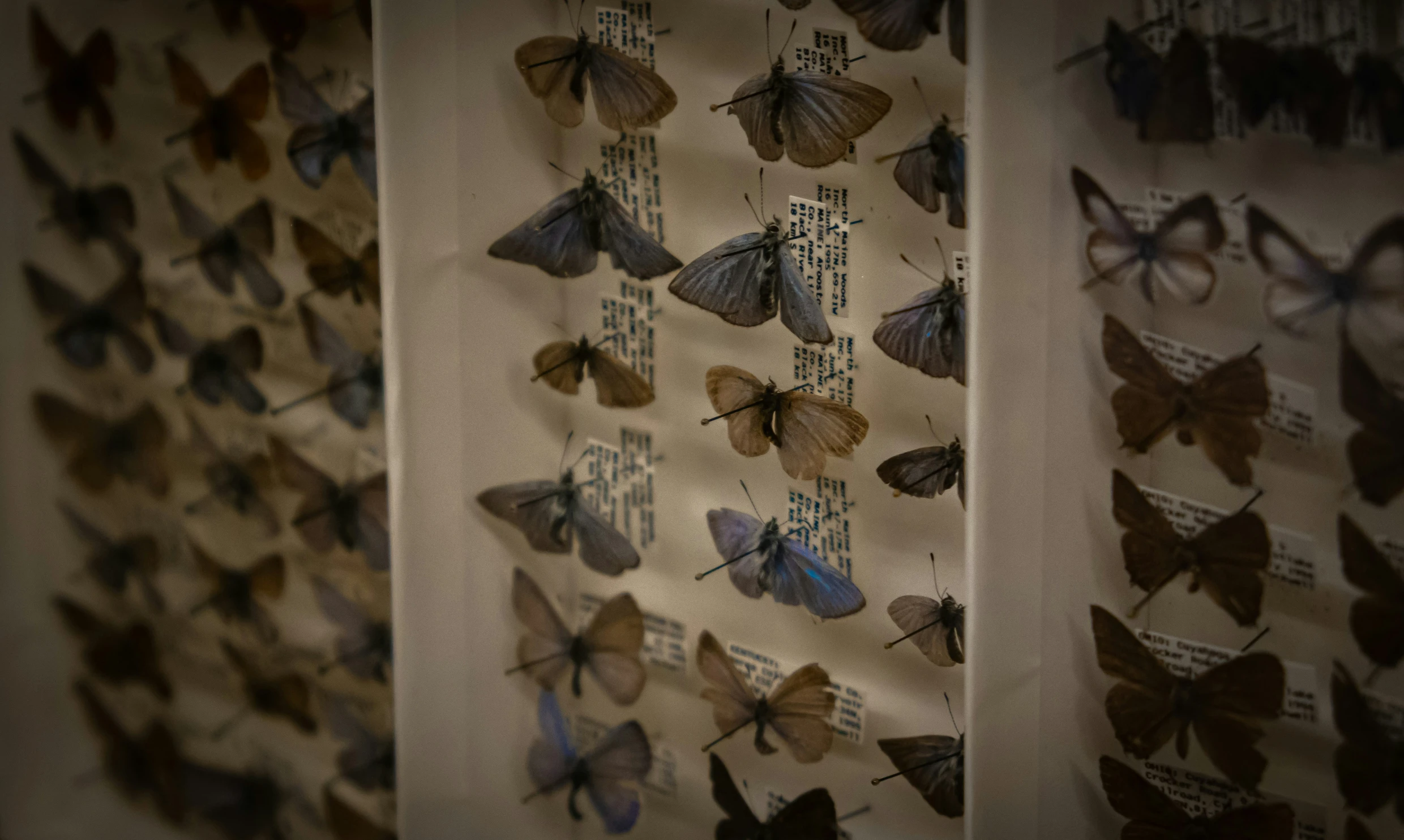 erfly images are hung on the wall of the bathroom