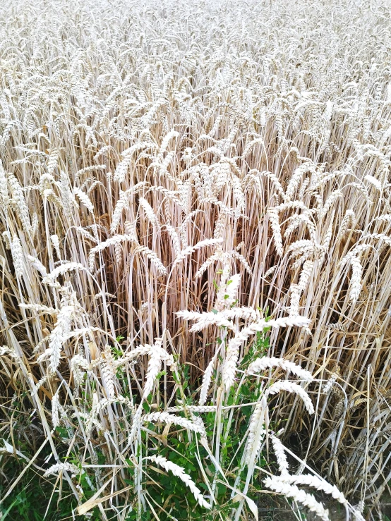 frosted grass in a field with trees in the background