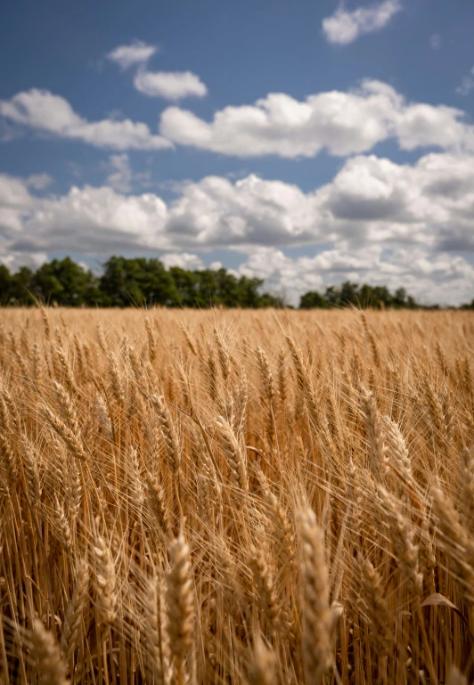 a field of tall grass under a partly cloudy sky