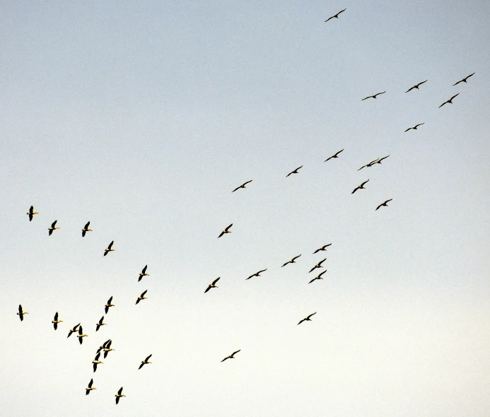 a flock of birds flies through the sky