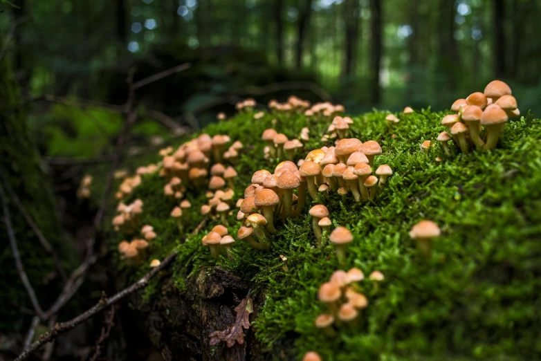 small mushrooms growing on moss in a forest