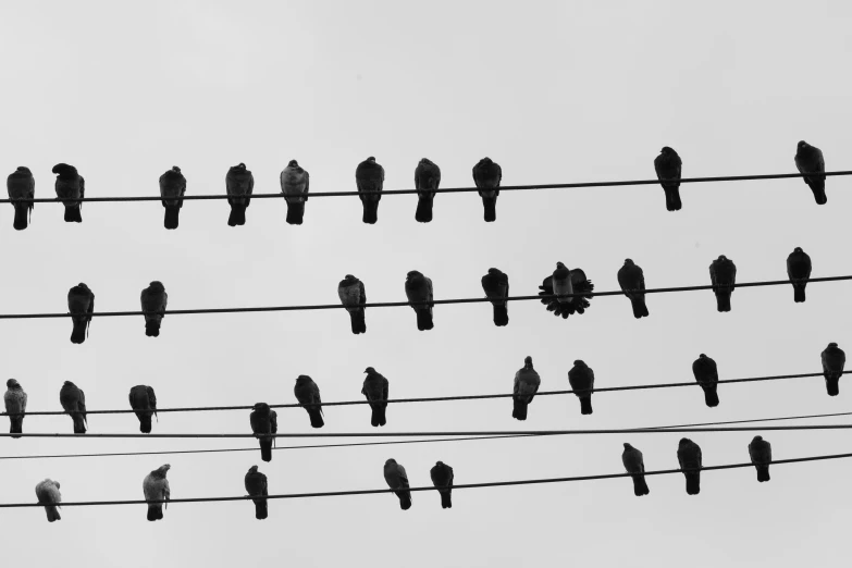 birds are on a wire with no tops