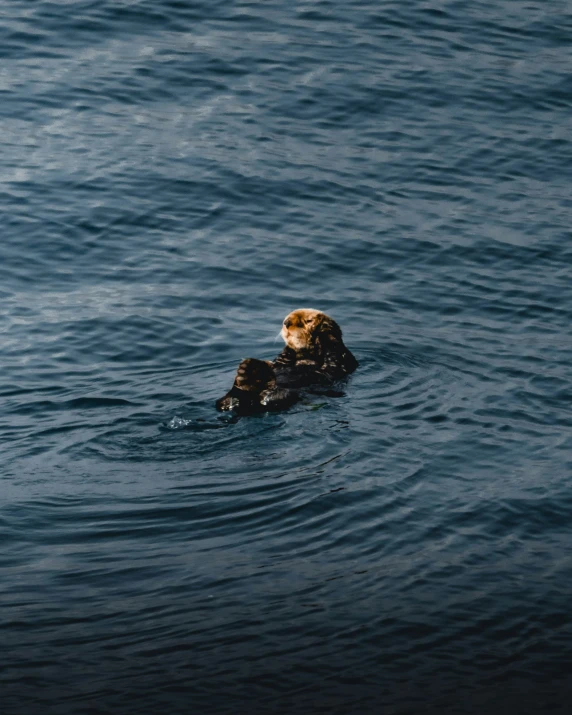 a dog swimming in the ocean with it's head above water