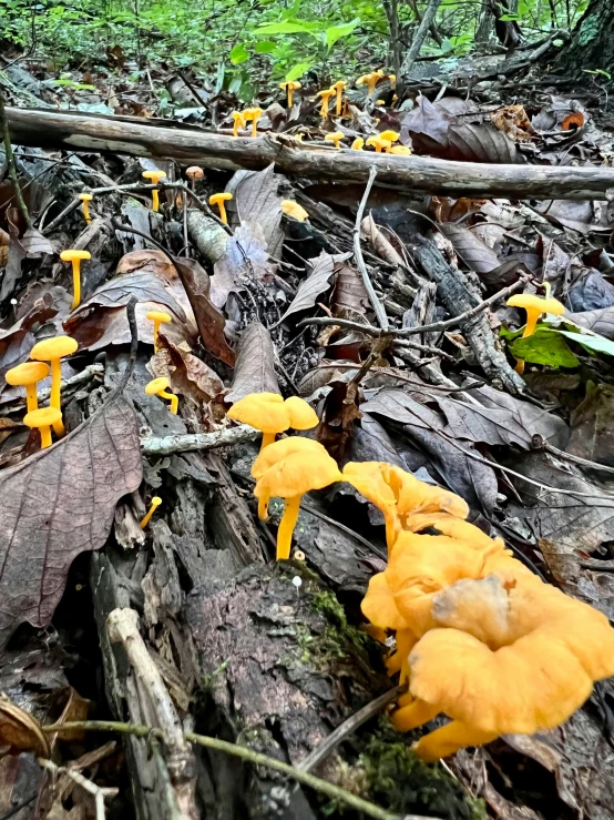small yellow mushrooms sitting on top of fallen trees