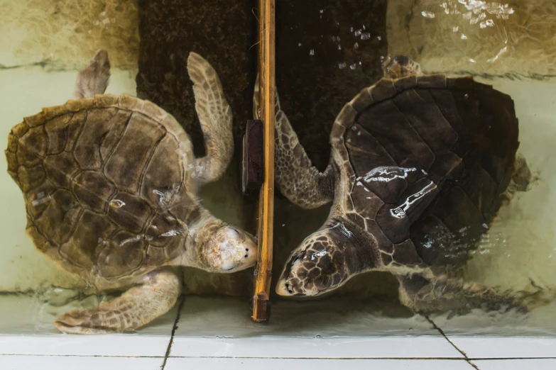 two turtles that are sitting together inside of a cage