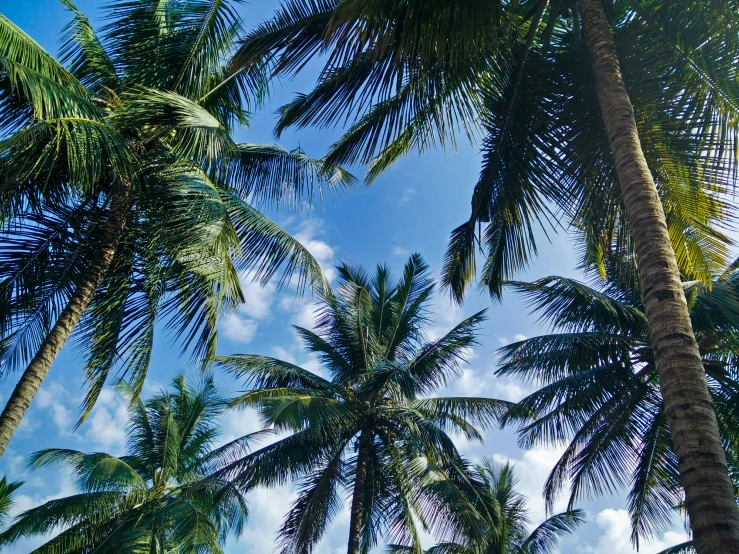 many palm trees under the sky with clouds