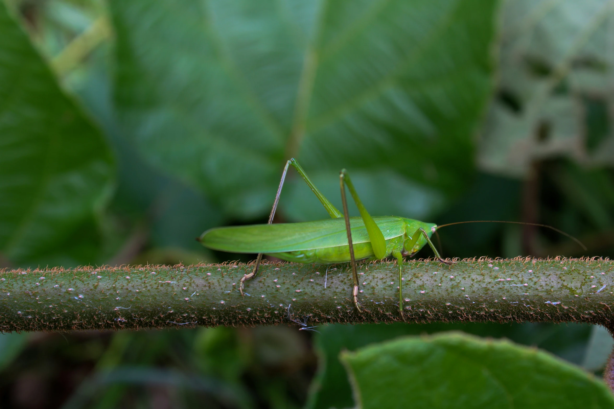 a close up of a green insect on a nch