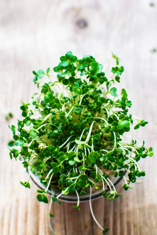 small green sprouts sit in a small metal cup