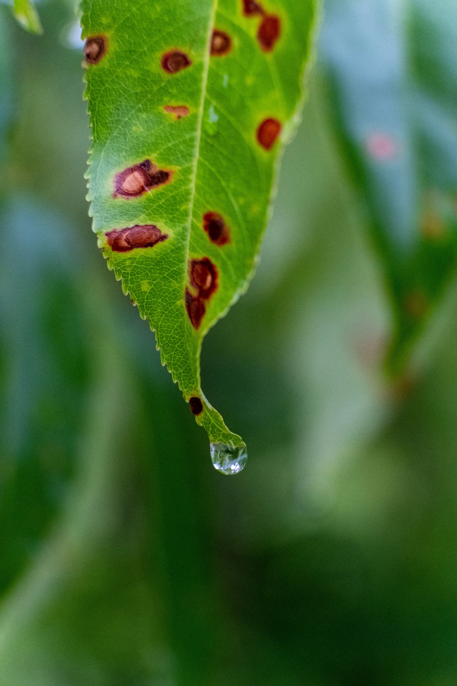 the inside of a leaf that has red spot marks