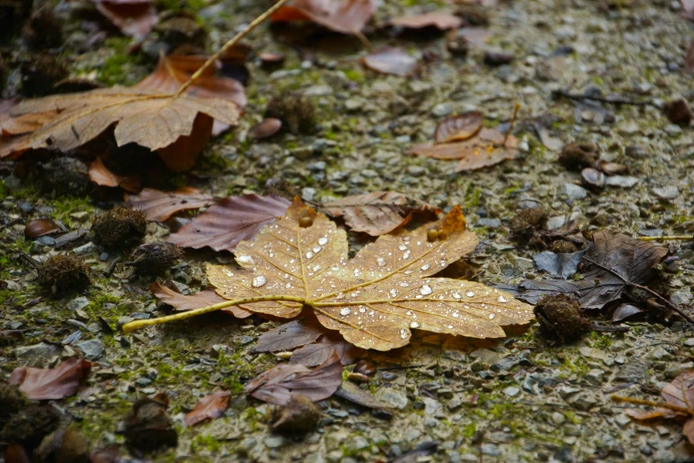 a fallen leaf lying on a mossy ground with dew drops on it