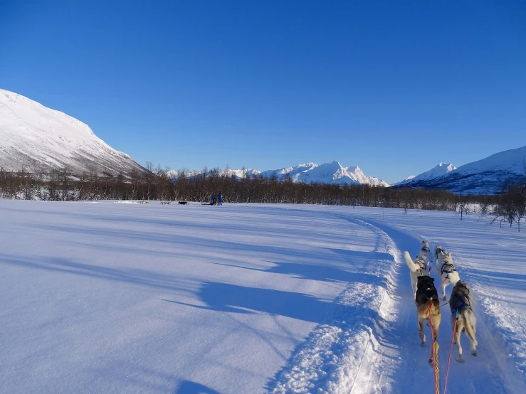 a person on skies pulling two dogs in the snow