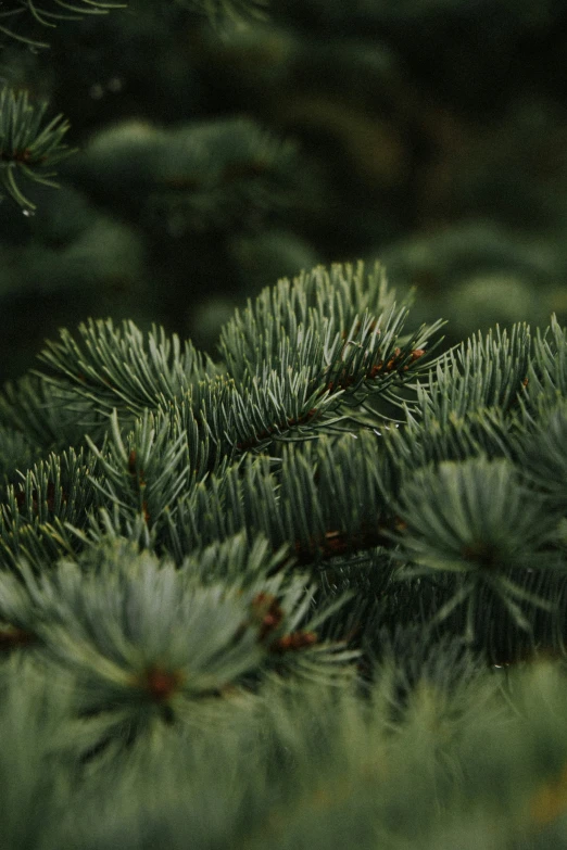 this is an image of a tree covered in green needles