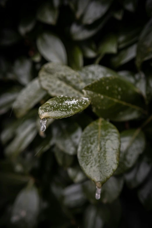 rain falling from the leaves of the bush