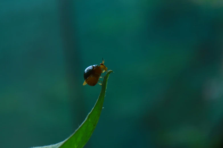 there is a small bug on a leaf