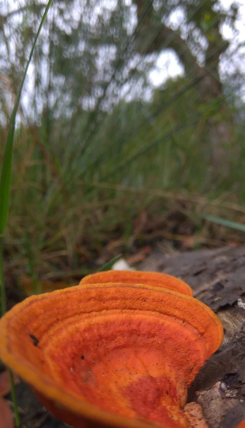 a close up of orange mushrooms on the ground