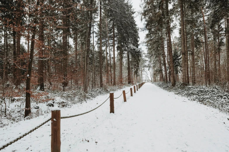 a path in the woods during winter with snow covered trees