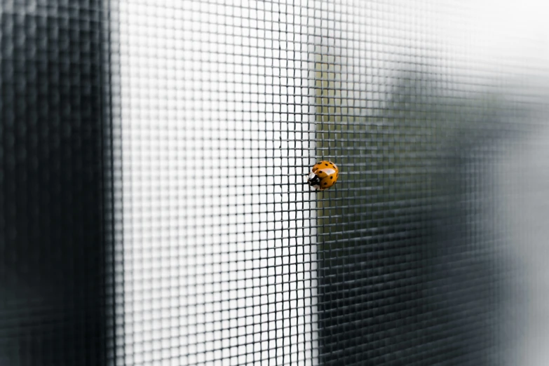 a bug sitting on top of a metal mesh screen