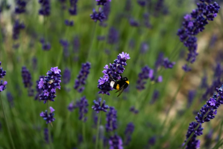 a bum flying towards purple flowers in the sun