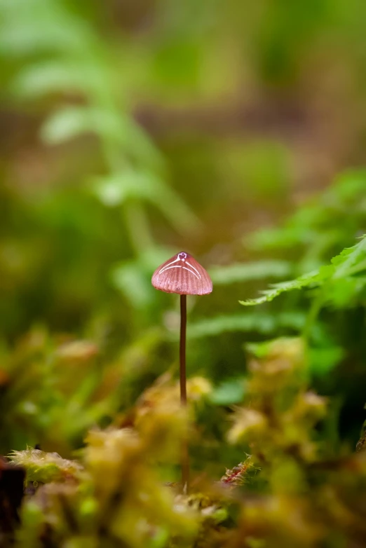 small red mushroom sitting on top of a green plant