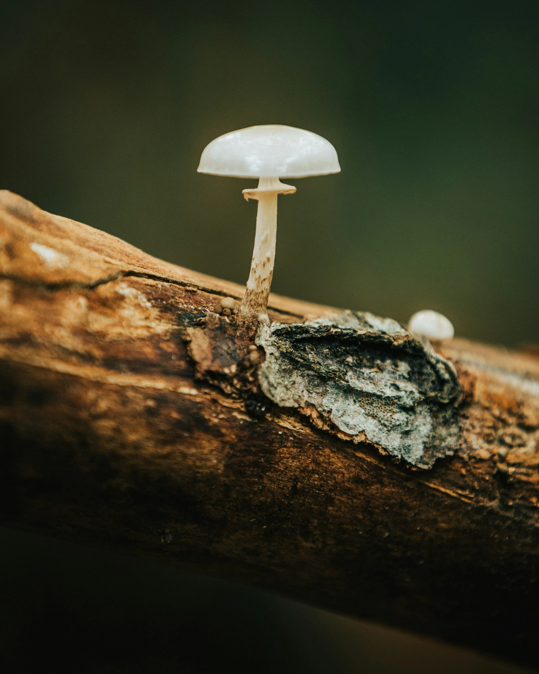 small mushroom on a tree nch in a forest