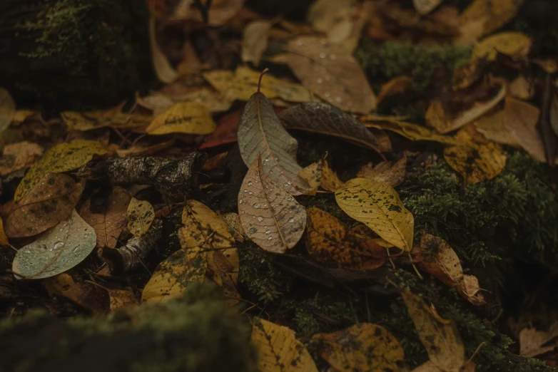 the leaves are on the ground covered in moss