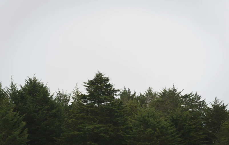 many trees are growing along the wall of the forest