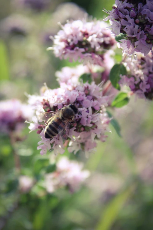 a bum that is on a flower